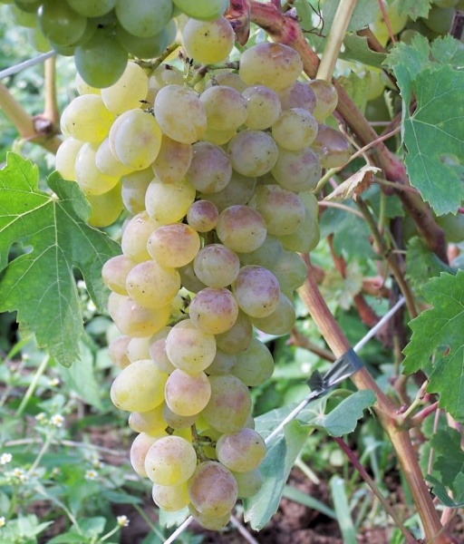 Plik:User25 pic138203 1379422435.jpg