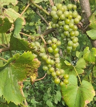 Chardonel - grona 26/08/2025