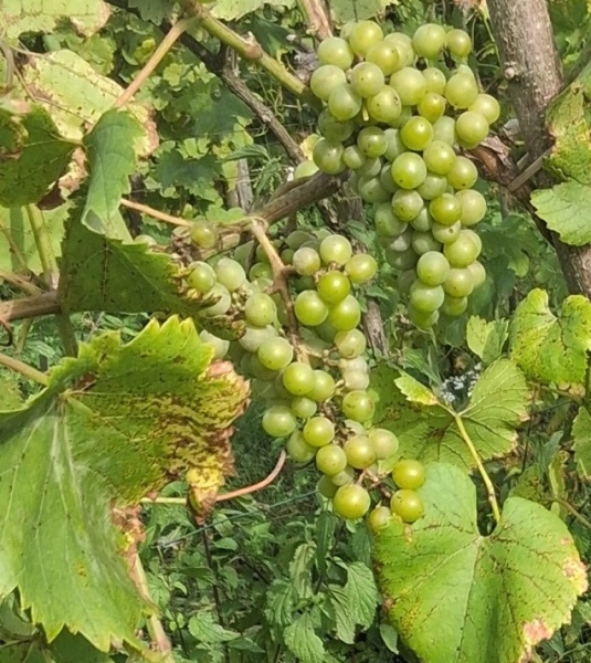 Plik:20250826 Chardonel (2).jpg