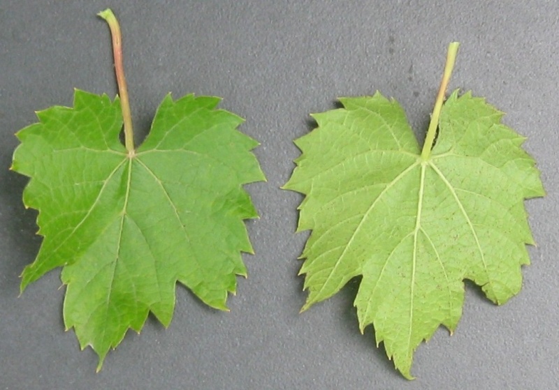 Plik:La Crescent-L.jpg