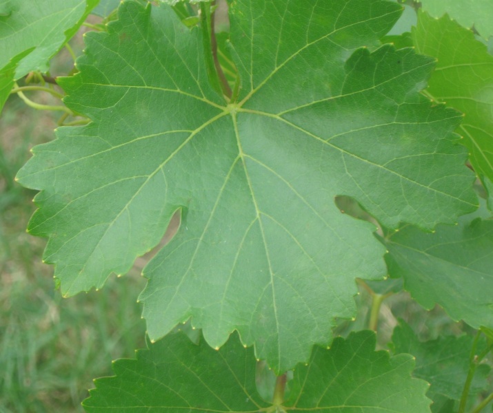 Plik:25072023 Sauvit L.JPG