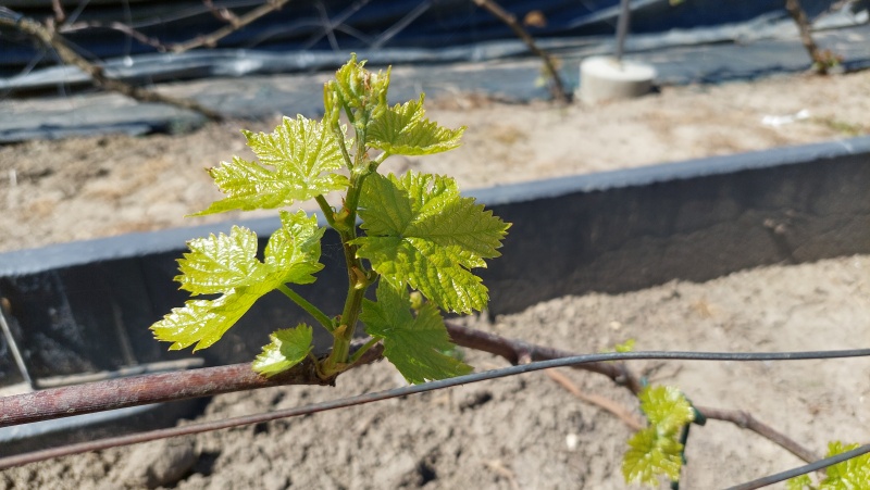 Plik:Koronka Kiszmisz Awatar.jpg