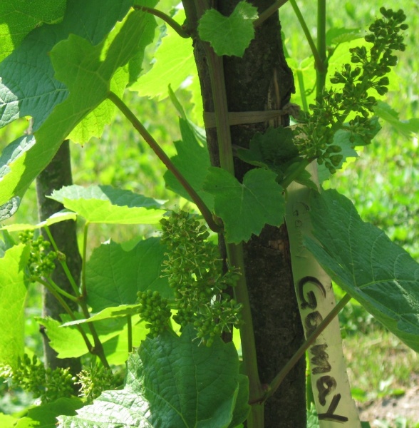 Plik:31052018 Gamay.jpg