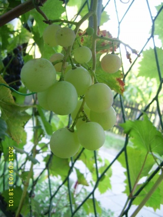 TP-25 - grono 3/09/2011; foto:Dziadek2