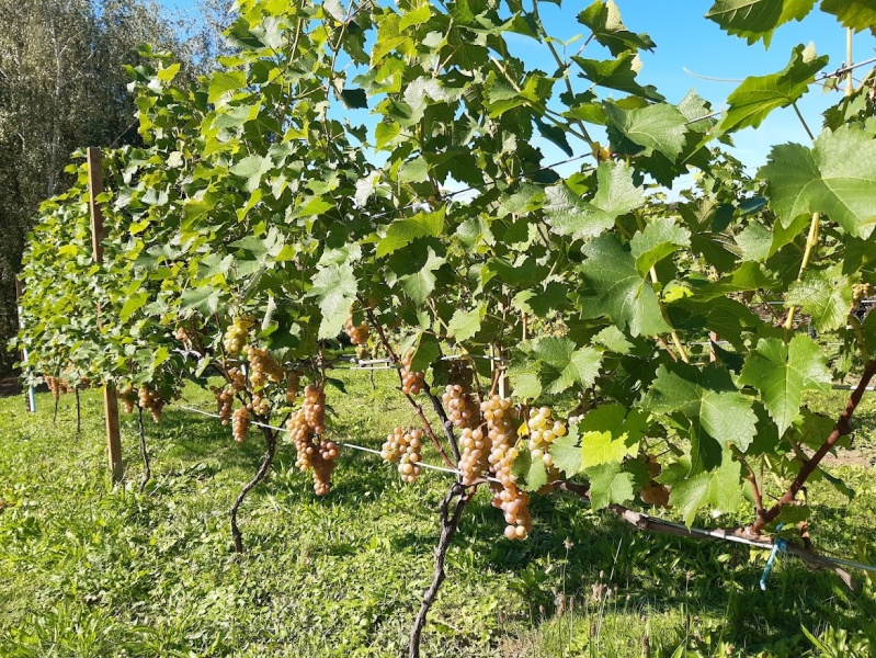 Plik:Oleg - krzewy.jpg