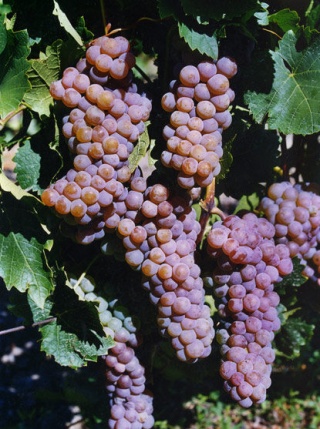 grona odmiany Oleg; foto: Kostik M.A.