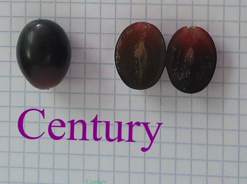 Plik:Century - owoce 2015.08.26.jpg