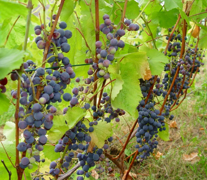 Plik:Agat Donski-krzew.jpg