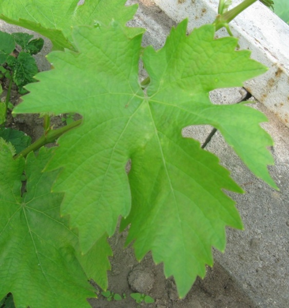 Plik:Black Hamburg - L1.jpg