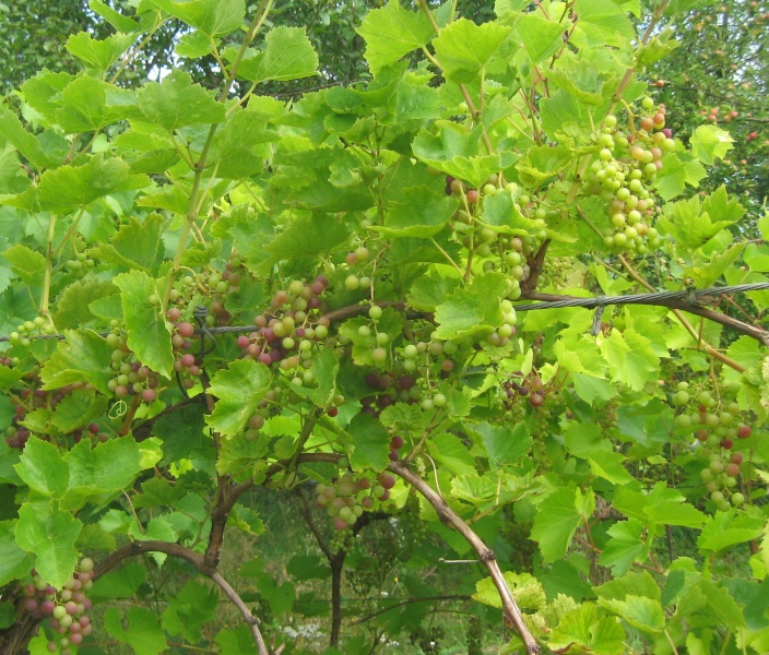 Plik:Kazaczka2 09082022.JPG