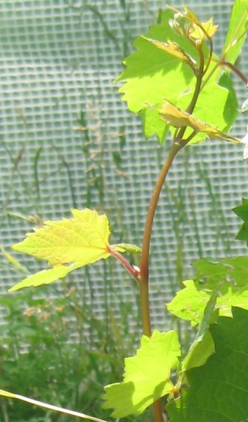 Plik:18062019-Hunisch Weiss k.JPG