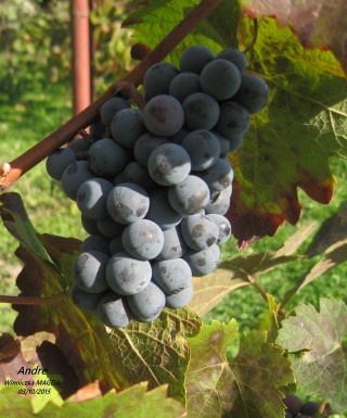 Grono odmiany Andre