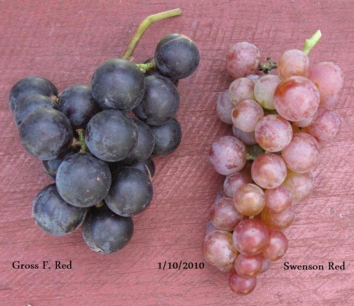 Plik:Swenson i Gross Red.jpg