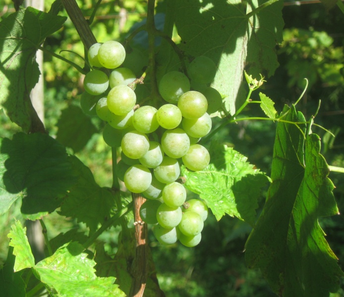 Plik:15092023 Traminette.JPG