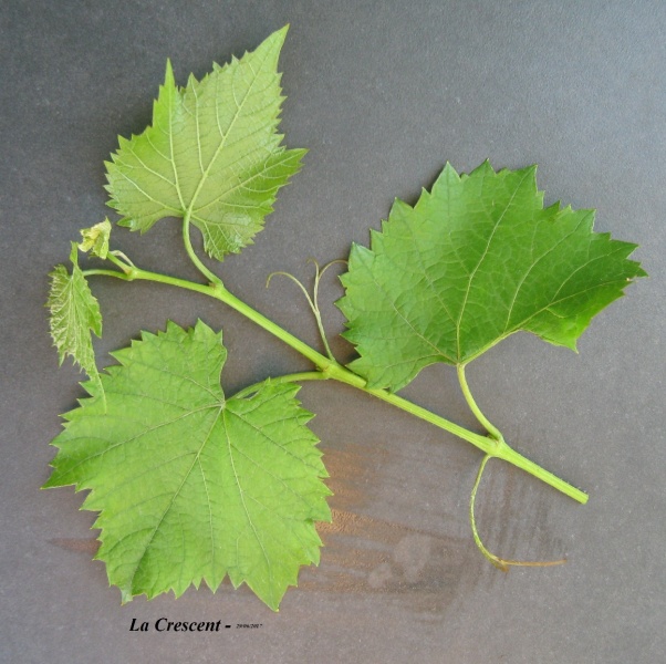 Plik:29062017 La Crescent-k.jpg