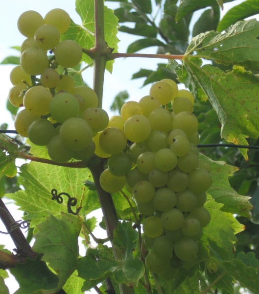 Plik:03082018 Reform-gr.jpg