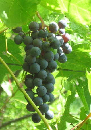 Lucie Kuhlmann - grono&nbsp;; foto:ZbyszekB