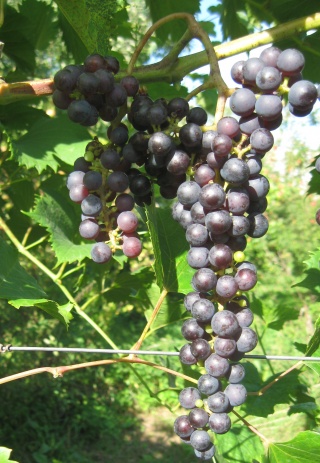 Hybryda z Karpicka - grono 12/08/2018;foto:ZbyszekB