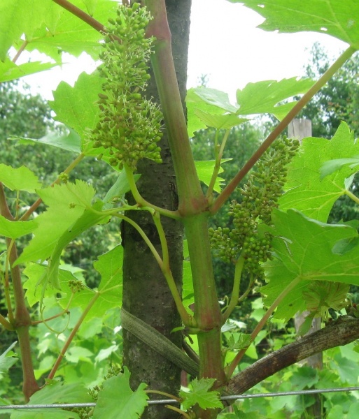 Plik:29062020 FN.JPG