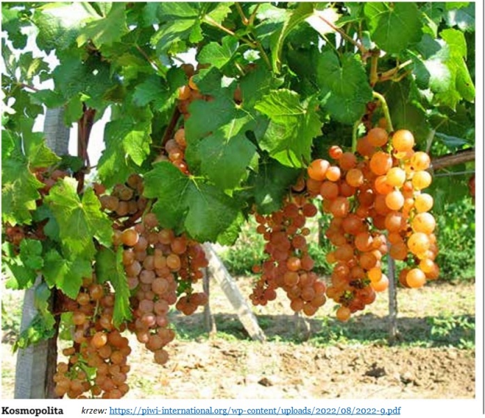 Plik:Kosmopolita krzew.JPG