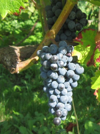 Grono odmiany Cabernet Cortis; foto:ZbyszekB