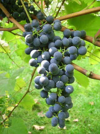 Frontenac - grono 1/10/2011; foto: Dziadek2