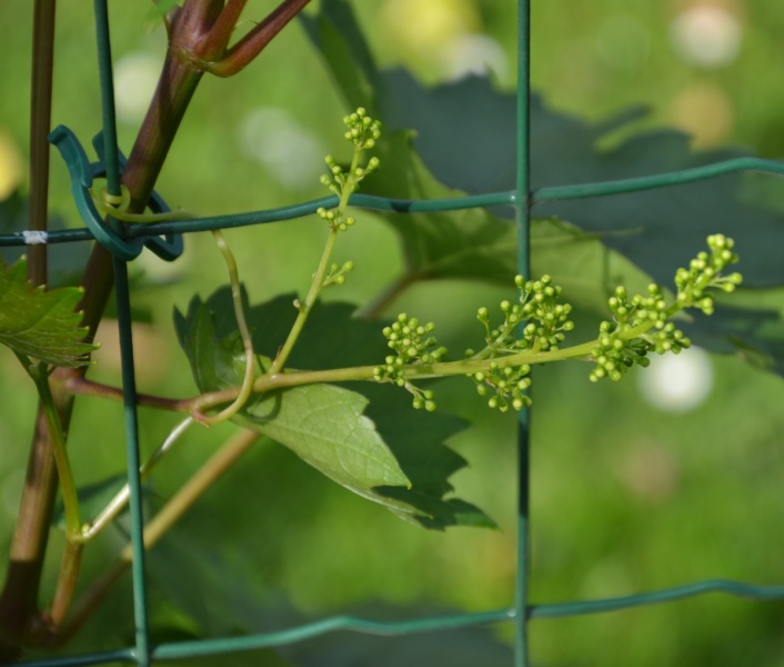 Plik:Aletta kwiatostan1.JPG