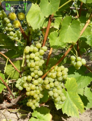 Muscaris-grono, fot.Ricci