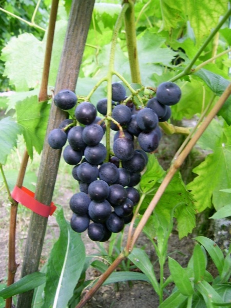 Plik:Muscat Bleu-gr5.jpg