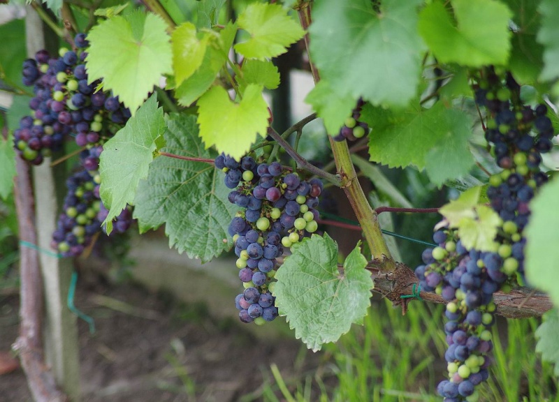 Plik:Marquette RobertR.jpg