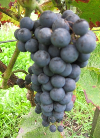 Cabernet Cortis grono&nbsp;; foto:ZbyszekB