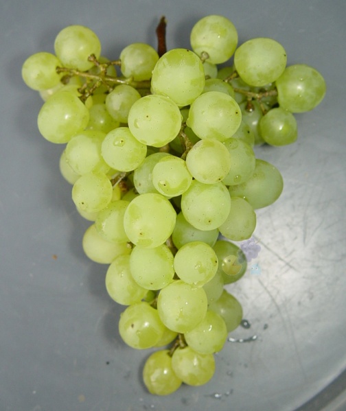 Plik:Kiszmisz311-grono-GE.jpg