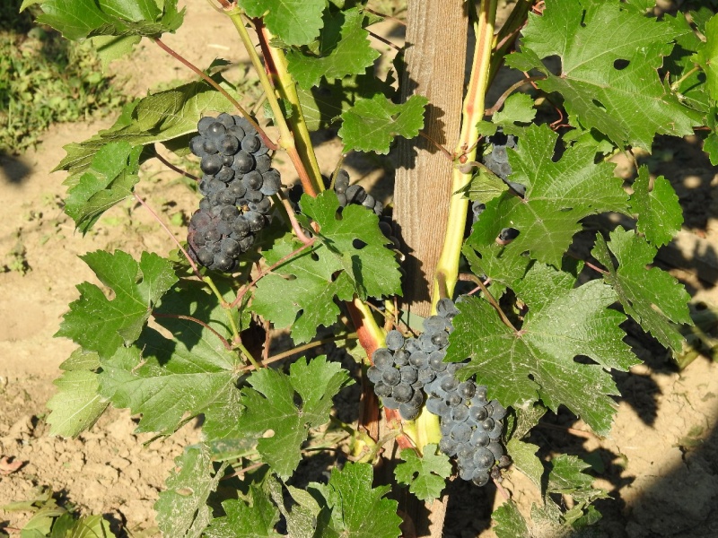 Plik:19082018 CV-gr.jpg