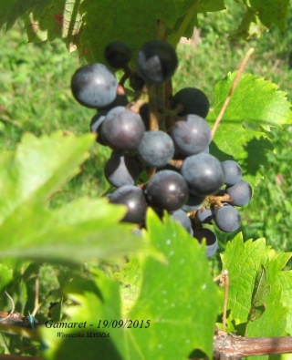 Grono odmiany 'Gamaret'