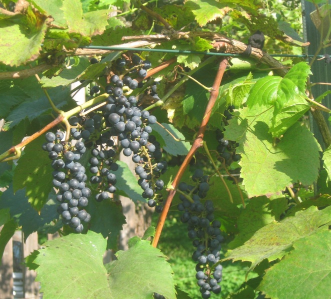 Plik:MJ 03092024.JPG