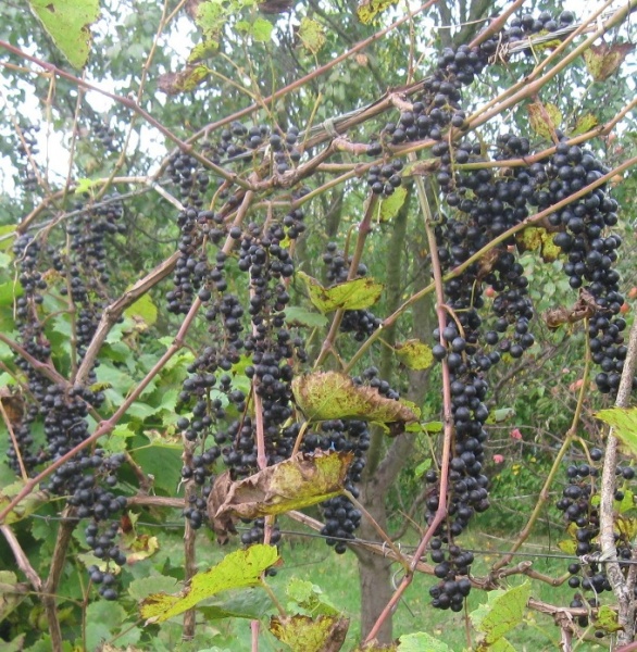 Plik:02102020 Karpicko.JPG