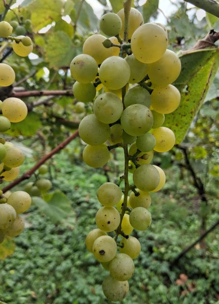 Plik:20250912 Amie.jpg