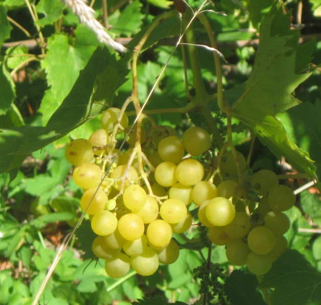 Plik:Prim 07092022.JPG