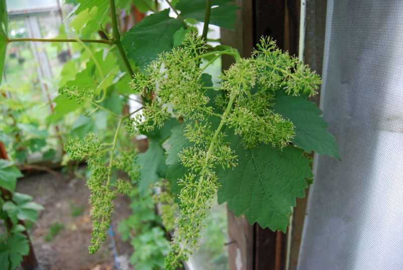 Plik:Aloszenkin 20140527 D 4339.r1024.JPG