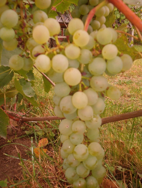 Plik:Junior-grono2 J Czapski.jpg