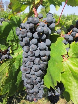 Fragment -  grono ; źródło:  https://www.pijwino.cz