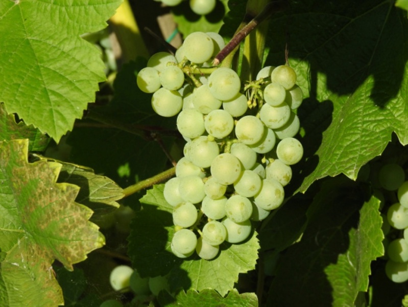 Plik:15082023 Dublański grono.jpg