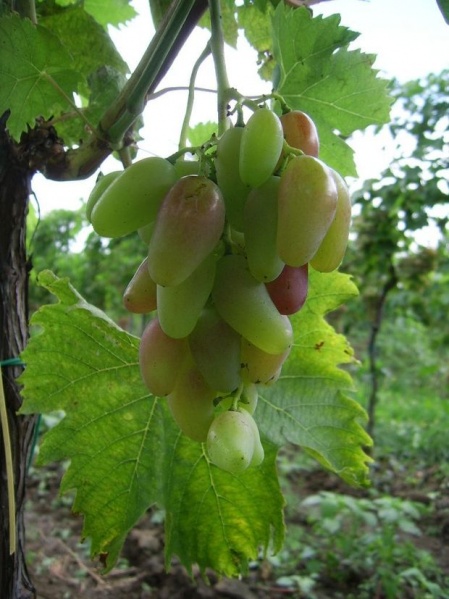 Plik:Orginał-gr2 Lednica.jpg