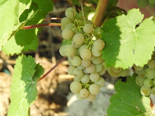 Dublański - grona 22/07/2018; foto:RobertR