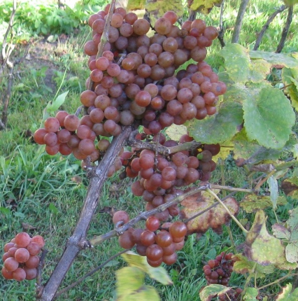 Plik:04102016 gewurz3.jpg