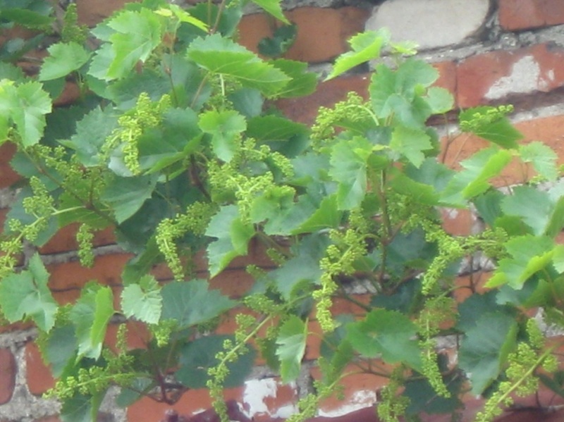 Plik:18052018 kristaly-kw.jpg