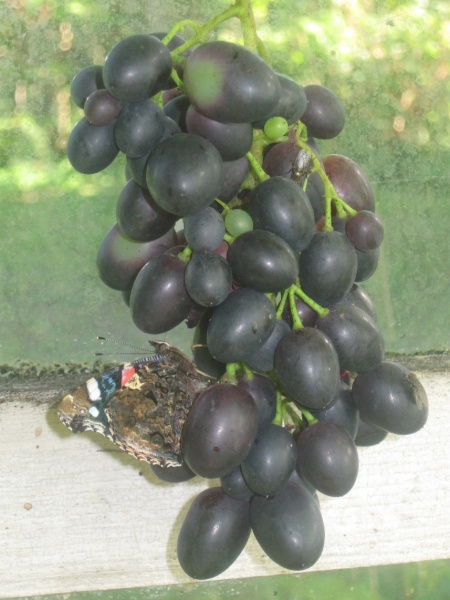 Plik:24082023 Nadieżda AZOS.JPG