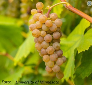 Grono odmiany Itasca ; foto: University of Minnesota