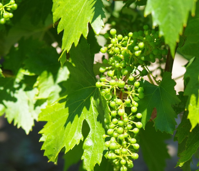 Plik:Fateasca Negra groszek.jpg