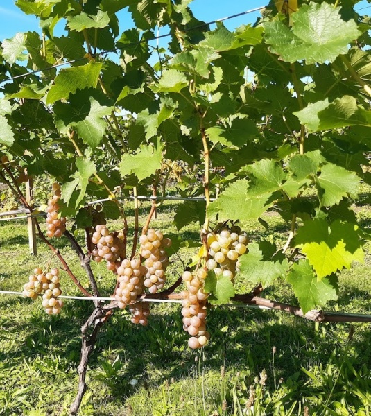 Plik:Oleg - krzew.jpg